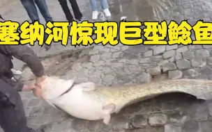 现场！法国巴黎一男子从塞纳河里钓上一条巨型鲶鱼