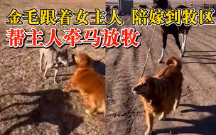 金毛陪嫁到牧区帮主人牵马放牧，主人：从小没接触过，一点就通。