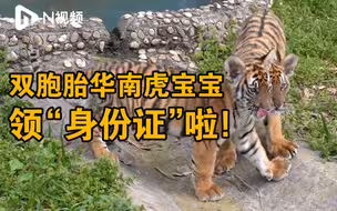 广东华南虎孖宝植入“电子身份证”，9日公布名字或与韶关元素相关