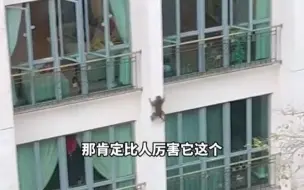 猴子从小区楼层外向下滑 最后稳稳落地