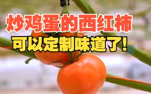 炒鸡蛋的西红柿可以订制味道了！山东一温室帮助西红柿提升口感