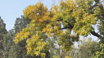 北京秋天去哪玩？打卡龙潭中湖感受秋意浪漫