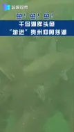 搬家了！淳安20万尾包头鱼苗游进贵州仰阿莎湖