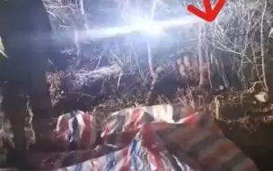 都市报道【黑龙江进村伤人东北虎已被控制！知情人：麻醉枪连开四枪后又补了一枪】
