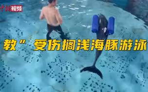 三亚救援人员自制浮具“教”受伤搁浅海豚游泳