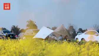 沉浸式体验公园城市 成都第一波油菜花开了 1小时直达