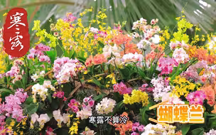 今又立春！奉上实拍上海24节气花候时刻表