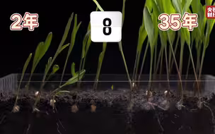 保存35年的种子，竟比2年的先发芽？！一条视频看种子生命力大比拼！