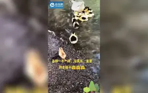 品种不重要，重要是圈子，不适应圈子，就得不到鸭妈妈的爱！