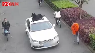 乐山一轿车路上行驶 车顶竟坐着个狗狗 车主：它是练过的