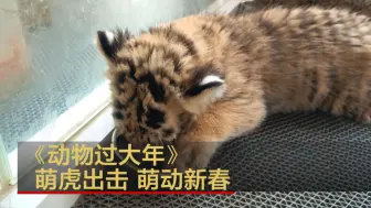 动物过大年：萌虎出击 萌动新春