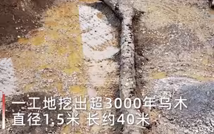 罕见！工地施工挖出超3000年乌木，直径1.5米长约40米