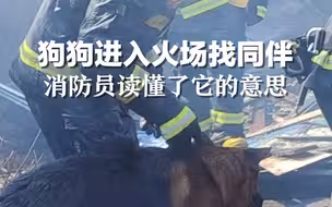 太暖！狗狗进入火场找同伴，消防员读懂了它的意思。