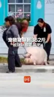 宠物猪胖到362斤，被强制拖走减肥，主人痛哭：我已经很努力让它减肥了…