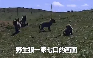 【全国首个关于野生狼的科研保护站点】#行走黄河 遇见幸福#母亲河能有多美#全国广电新媒体集结发光
