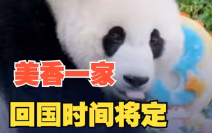 旅美大熊猫“小奇迹”3岁啦 美动物园正与中方商讨美香一家回国时间