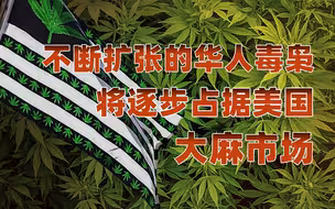【卢克文工作室】从大麻农场华人被杀案，谈谈华人在美国种大麻的情况
