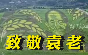 长沙300人花一个月种出袁隆平画像 ，用丰收致敬袁老