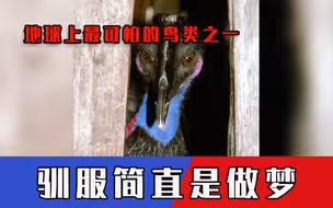 地球上最可怕的鸟类之一，杀掉它是人类唯一选择，驯服简直是做梦