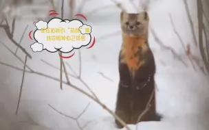 雪中卖萌！吉林延边发现野生紫貂