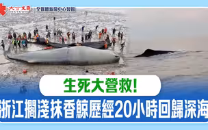 生死大营救！浙江搁浅抹香鲸历经20小时回归深海