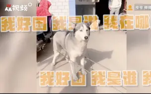 “最佳玩伴”认证！二哈被迫营业陪主人跳皮筋
