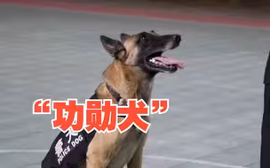 15头警犬被评定为国家首批“功勋犬”