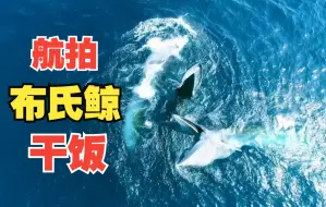 航拍布氏鲸“一口吞鱼群”