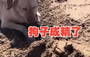 金毛玩嗨不想回家将绳子埋沙里，听到有肉吃立马起身扒拉绳子