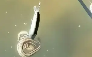 钓鱼佬宁愿打蛇，也不能打龟