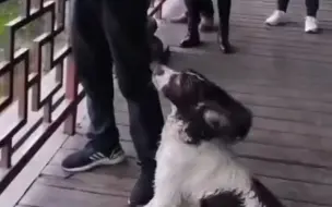 如此训狗真的好吗？ #男子让狗狗跳进20多米深的的岷江 ，狗狗已体力不足全身发抖，最后还是被迫跳进河里