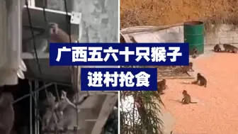 广西五六十只猴子进村抢食