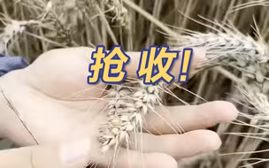 河南遭遇严重“烂场雨” 记者直击湿小麦抢收有多难