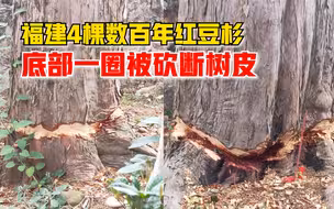 福建4棵数百年红豆杉被砍断树皮：一圈伤痕深5公分，已开始干枯