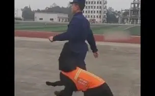 消防猛犬秒变黏人精 ，黏到训导员走不动路