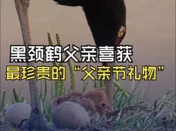 幼鹤破壳而出，黑颈鹤父亲喜获最珍贵的“父亲节礼物”
