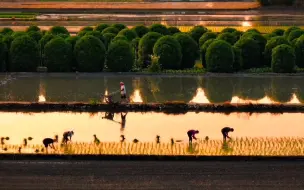 今日芒种 扒一扒古代四川种田内幕