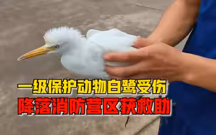 万能的消防员！受伤白鹭降落消防营区获救助：系国家一级保护动物