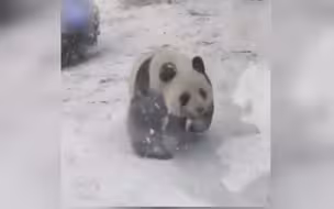 看到下雪了，滚滚真乐翻了