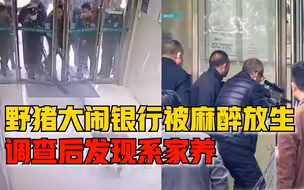 陕西一野猪大闹银行被麻醉放生，官方：后调查发现是家养二代野猪