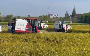 无人收割机亮相丰收节#中国农民丰收节