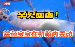 罕见画面！鲨鱼宝宝在卵鞘内晃动