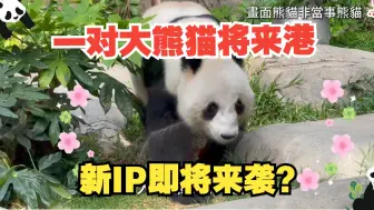 大熊猫文创产业如何发展？“熊猫经济”打造香港旅游新名片