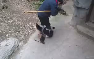 完美复刻！假如滚滚也要去上幼儿园