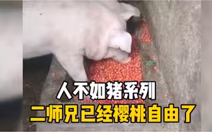 樱桃大丰收，农户用樱桃喂猪。