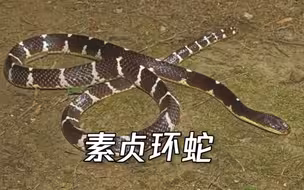 以“白素贞”命名！云南盈江发现剧毒蛇新种“素贞环蛇”