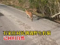 石家庄村民偶遇野生豹猫