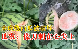50多个未成熟西瓜在地里被砍坏，农户：特别心疼，损失1000元左右