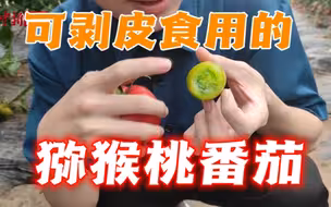 探访航天育种基地：“太空种子”赋能“地面菜园”