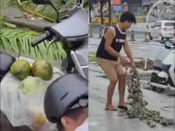 台风过后海南人广东人狂捡椰子生蚝